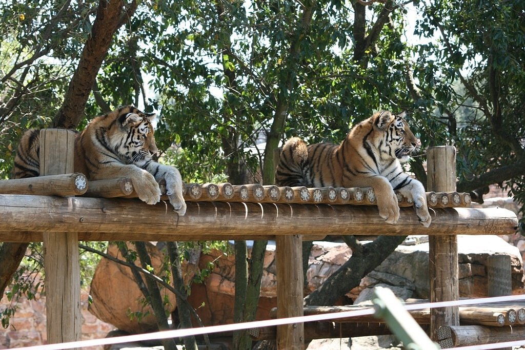 Joburg Zoo