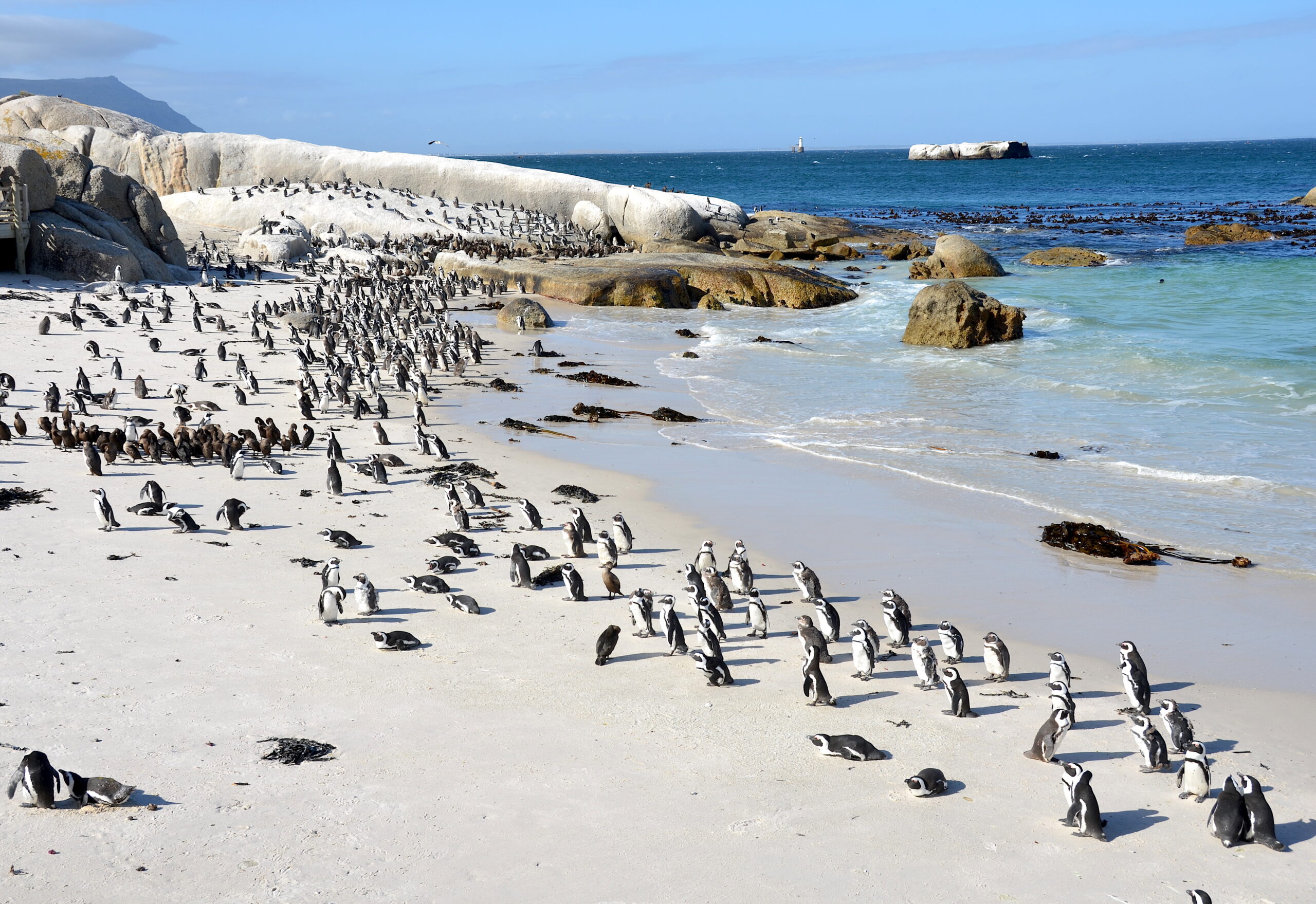 Boulders Beach Entrance Fee