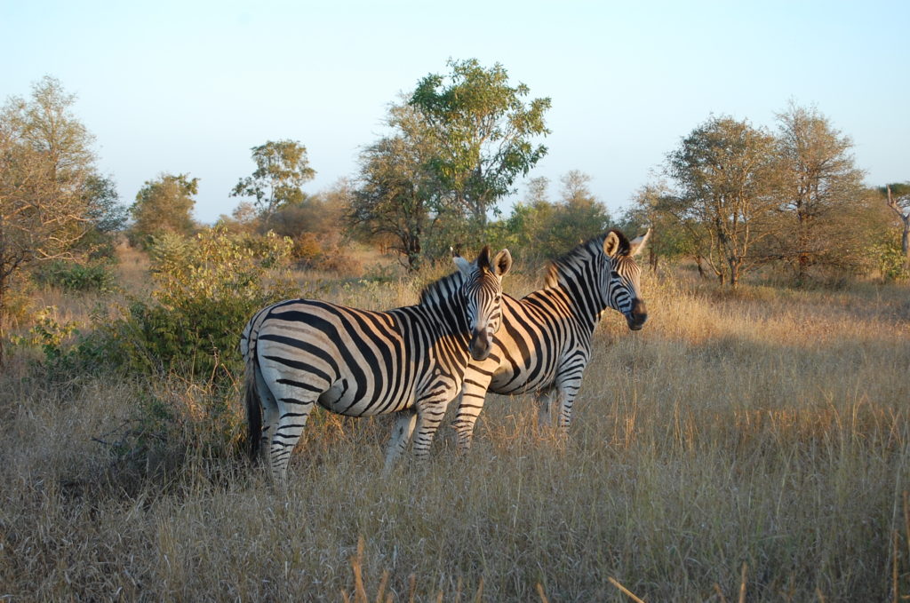 Kruger Park