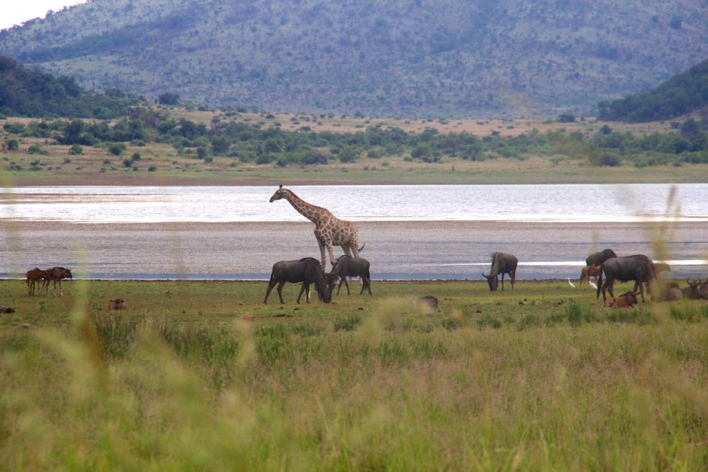 Pilanesberg national park