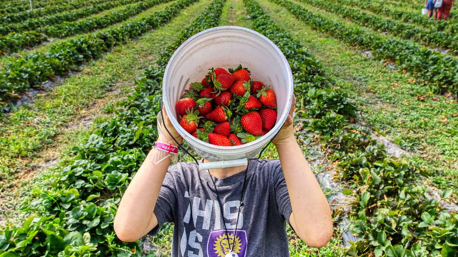 Strawberry Farm