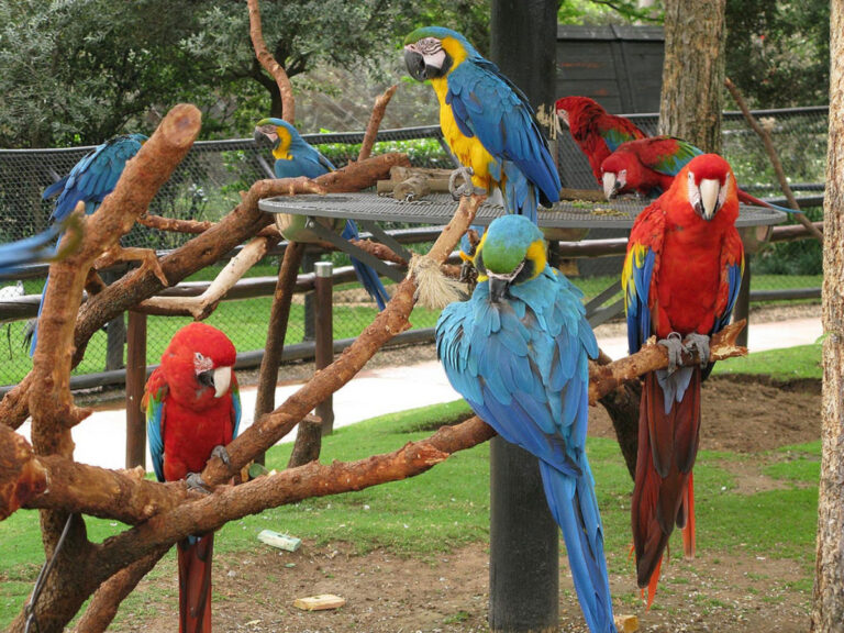 Monte Casino bird park – Entrance Fee