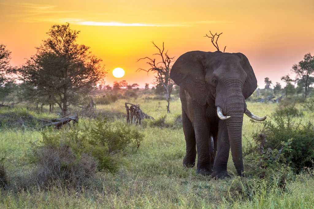 Kruger National Park South Africa