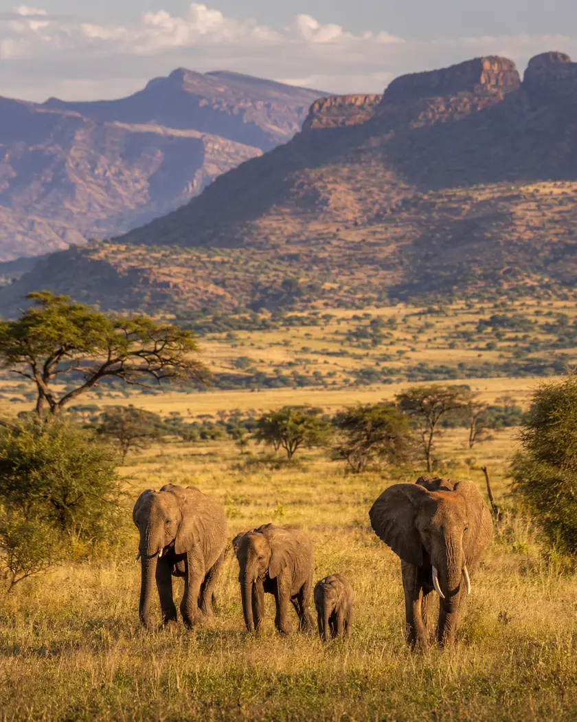 Elephants moving through a sunlit South African landscape